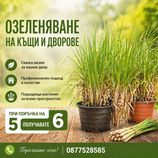 Пампаска трева City149